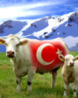Turkey - animale