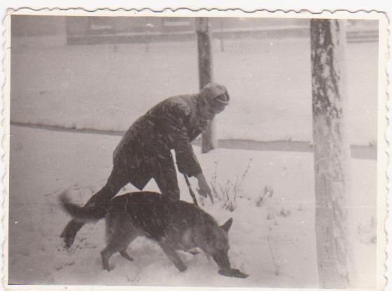 scanari 30.11.2010 002; 1982 TITI - un ciobanesc-german adevarat, cum putini sunt.....Si conductorul-muuult mai tanar ca azi
