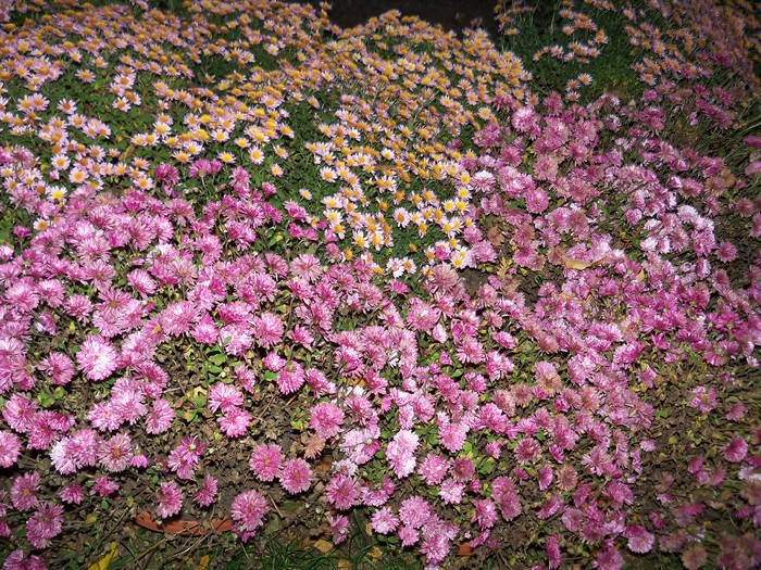 tot crizanteme - flori de gradina