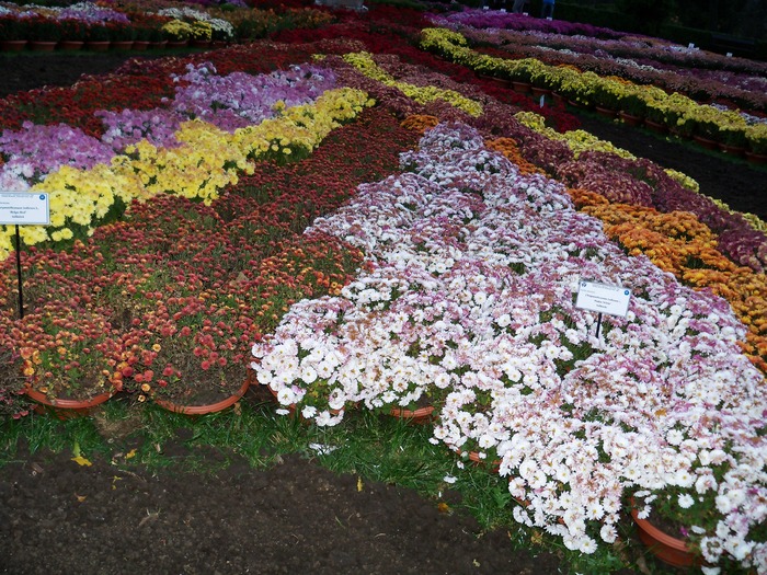 iar crizanteme - flori de gradina