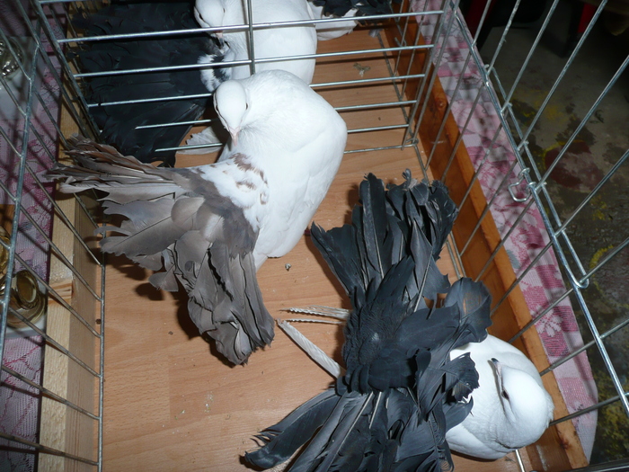 P1060429 - Tobosari Rotari albi vineti corbi galbeni cuoada neagra