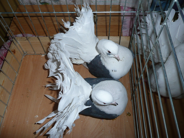 P1060440 - Tobosari Rotari albi vineti corbi galbeni cuoada neagra