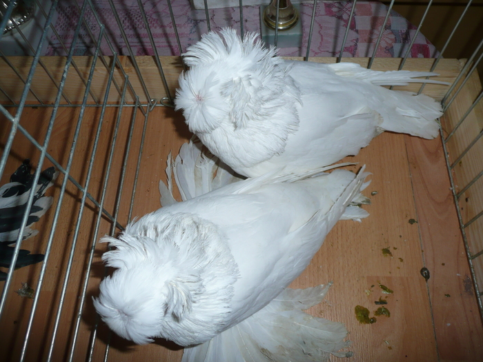 P1060446 - Tobosari Rotari albi vineti corbi galbeni cuoada neagra
