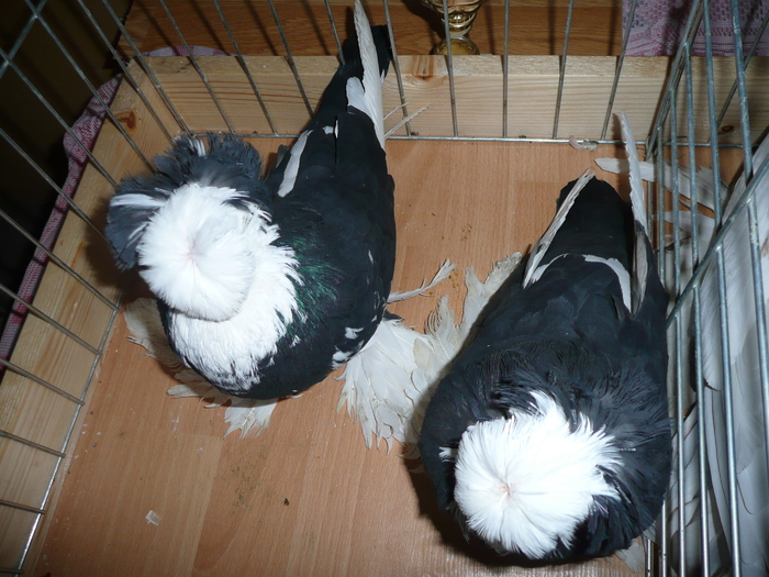 P1060447 - Tobosari Rotari albi vineti corbi galbeni cuoada neagra