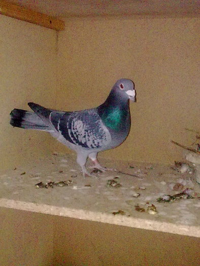 Zburat:tenelohe,amstetten