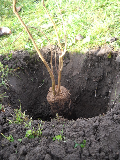 .....am largit-o si fixat alunul - PLANTARI de TOAMNA