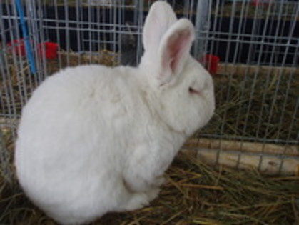Neozelandez alb-Breaza - 7-anunt important