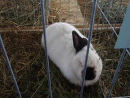 californian -Breaza - 7-anunt important