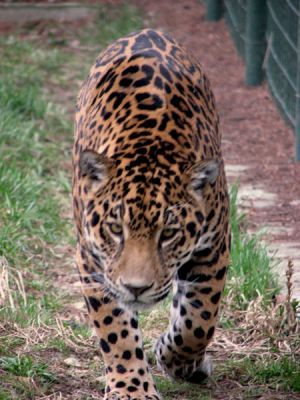 normal_poza_jaguar[1]