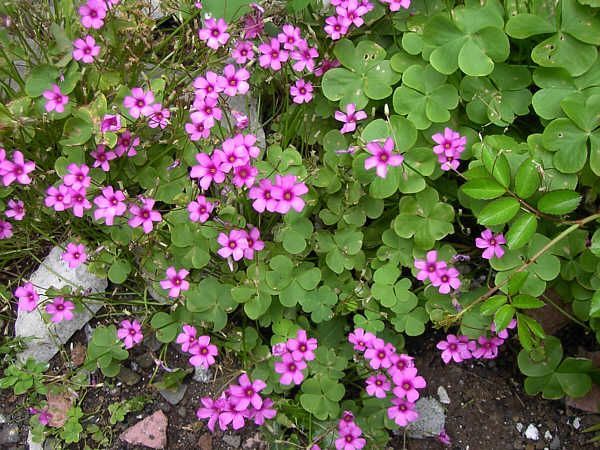 Oxalis_articulata_02 - oxalis