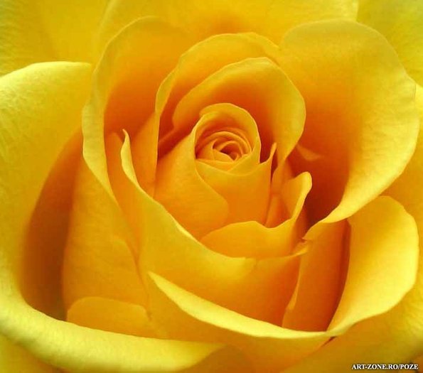 Trandafir_Galben_544_big[1] - poze  cu flori