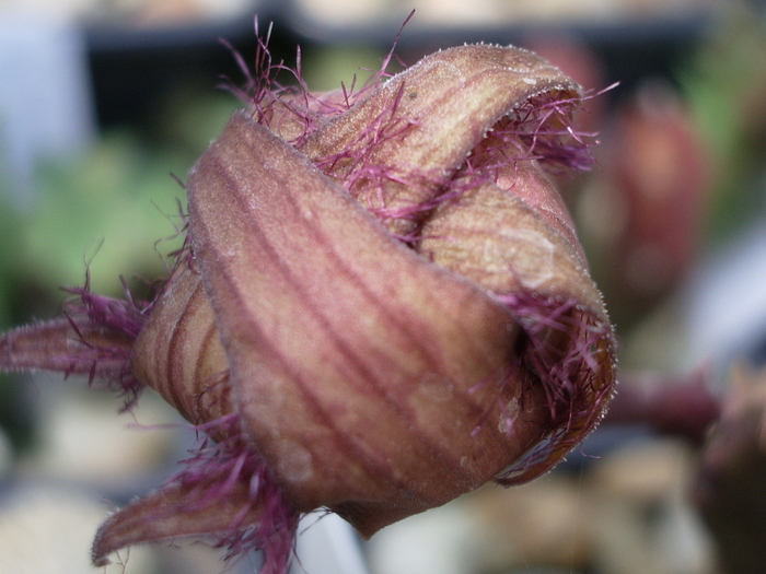 floare trecuta; Colectia Gino
