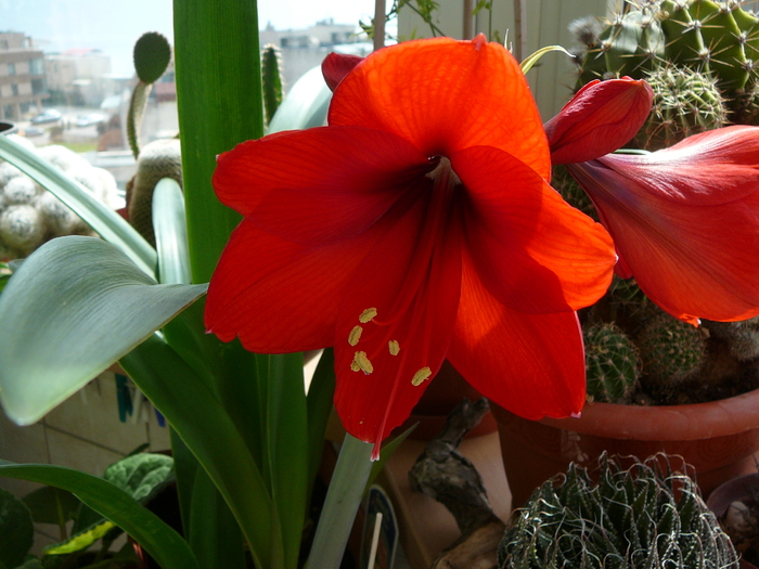 red - amaryllis