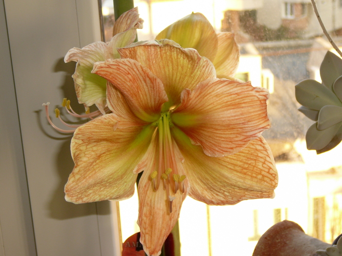 P1050431 - amaryllis