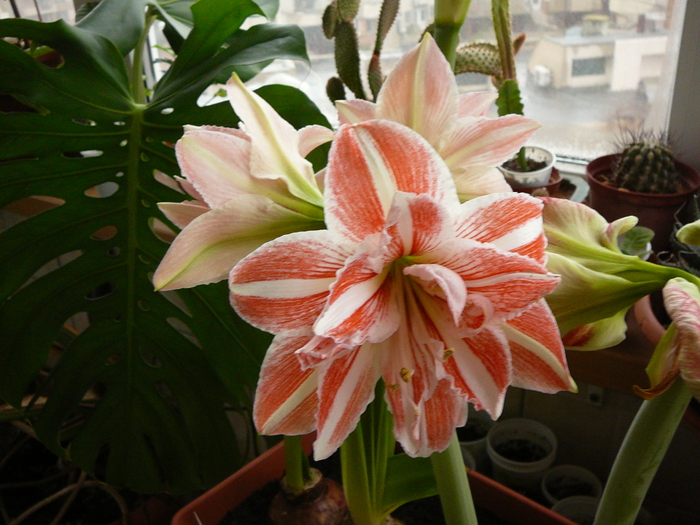 decembrie 2o10- dancing Queen - amaryllis