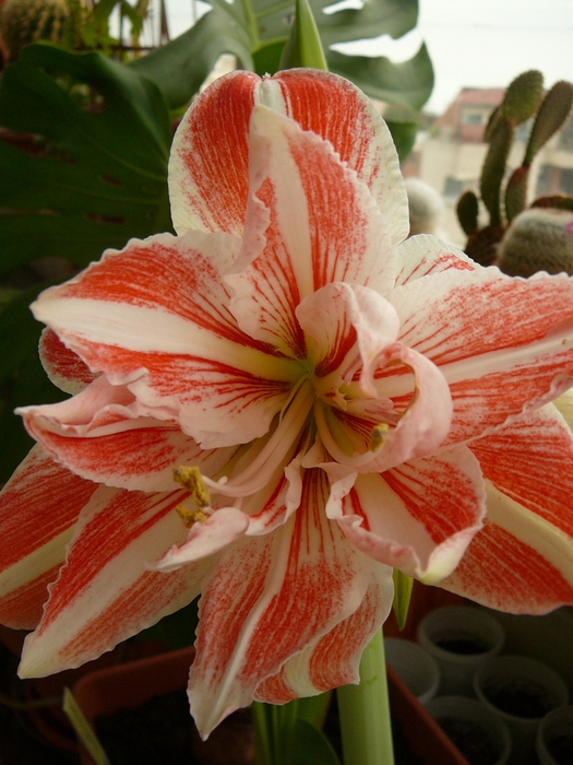 decembrie 2o10 040 - amaryllis