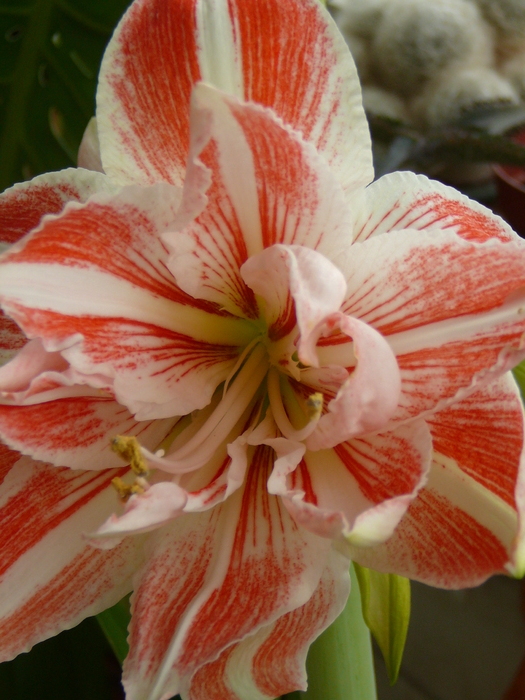 decembrie 2o10 041 - amaryllis