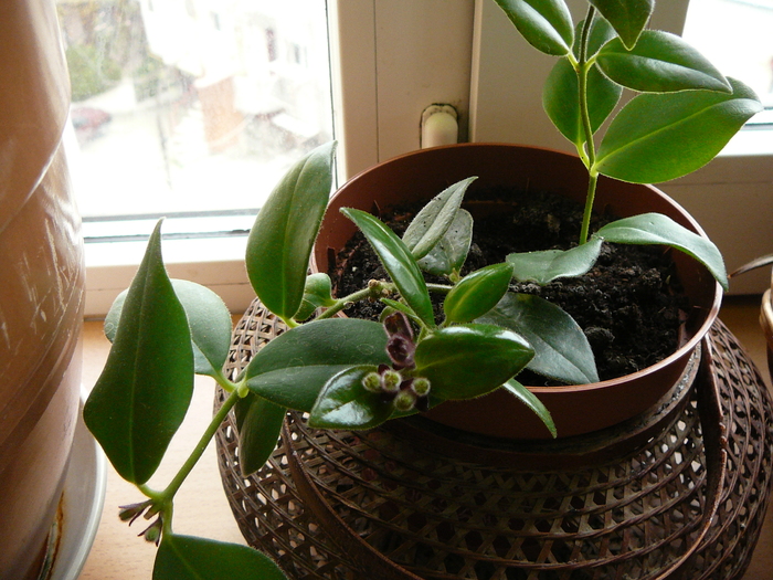 aeschinanthus cu boboci - Florile mele