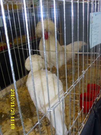 MOTATA OLANDEZA ALBA