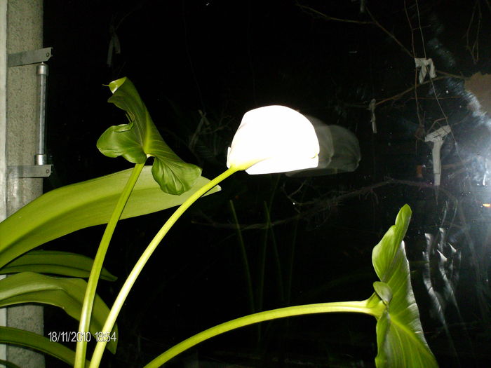 o  a doua cala mi-a inflorit...