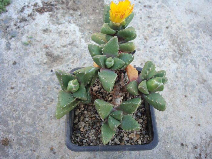 Faucaria subintegra ,,EAST LONDAN