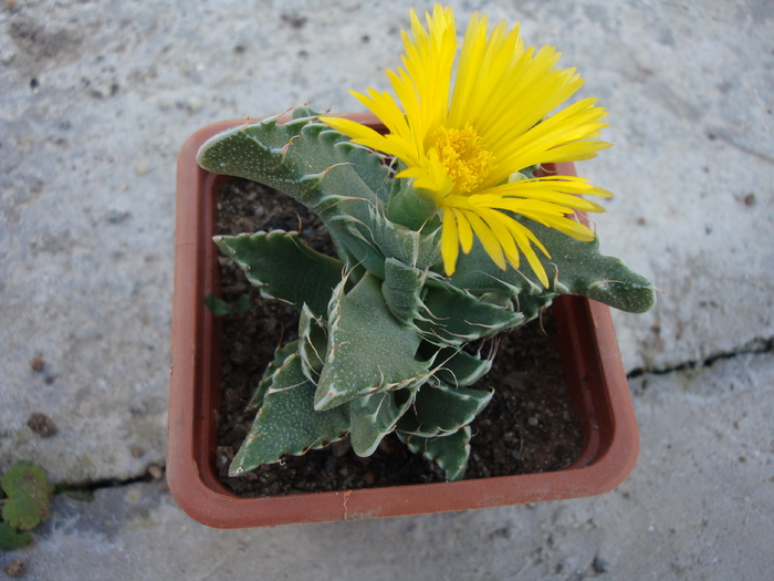 Faucaria tigrina (Haw.) Schwantes - Genul Faucaria