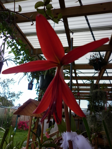  - Sprekelia jacobean lily