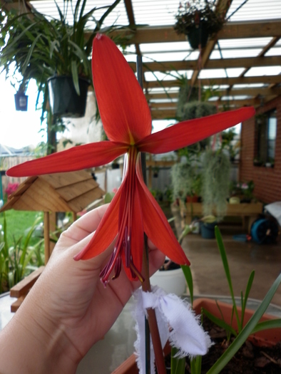  - Sprekelia jacobean lily