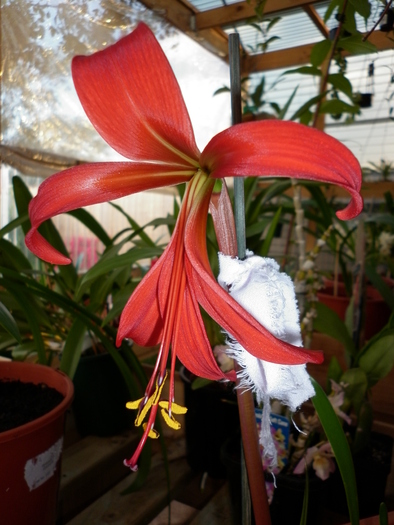  - Sprekelia jacobean lily