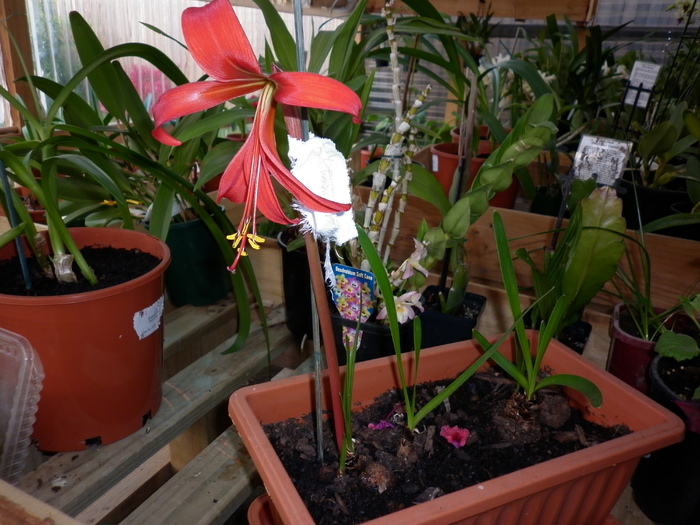  - Sprekelia jacobean lily