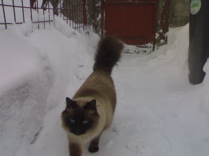 Pisoiu meu birmanez din tata campion si mama dubla campioana