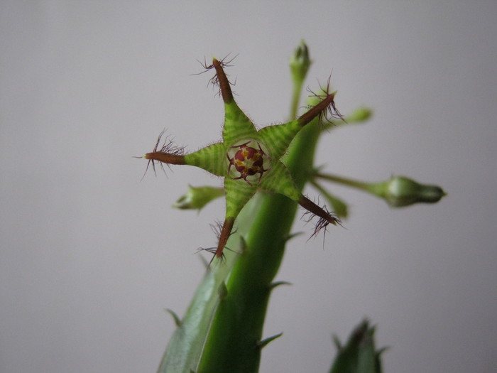 Caralluma bhupinderiana (7) - Asclepiadaceae