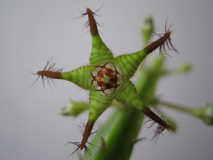 Caralluma bhupinderiana (1) - Asclepiadaceae