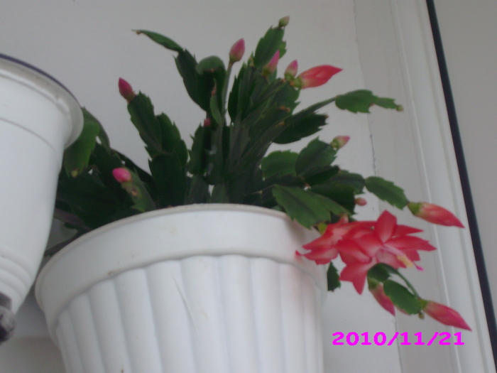 IMG_8215 - flori diverse