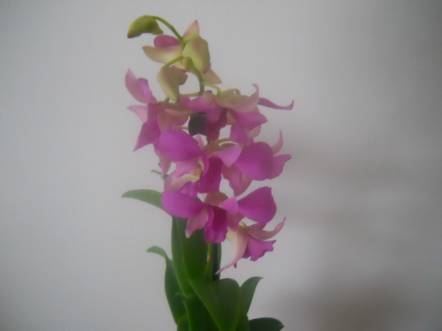 dendrobium - orhidee