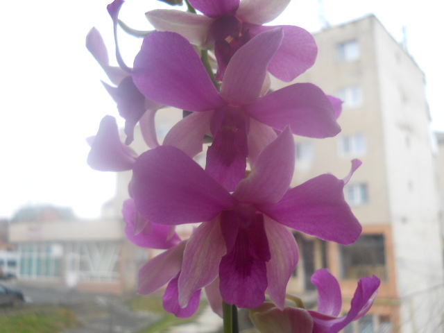 002 - orhidee