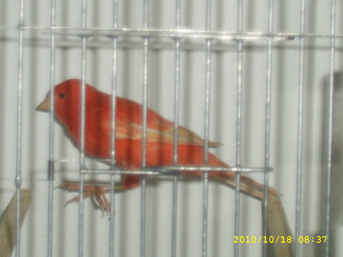 SSA42309 - canari 2010