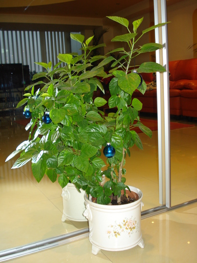 I-A CRESCUT GLOBURI,HIBISCUSULUI:)) - FLORILE MELE