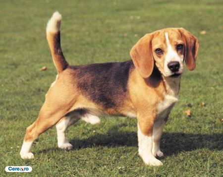 beagle - adopta un catel