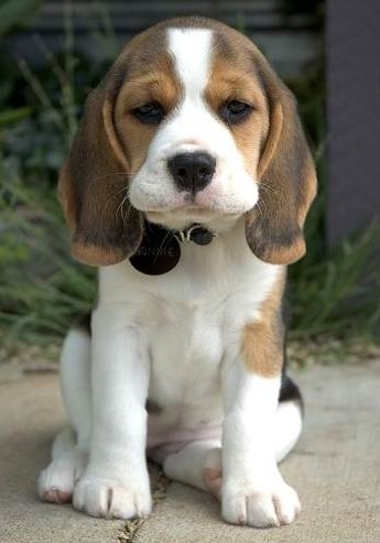 beagle - adopta un catel