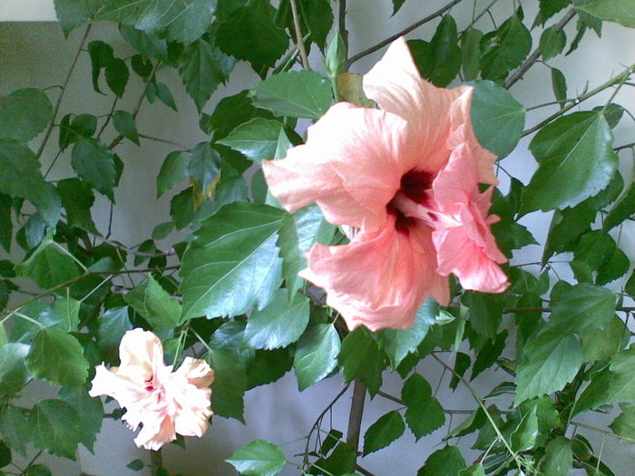 nu vrea sa-l tund - Hibiscus