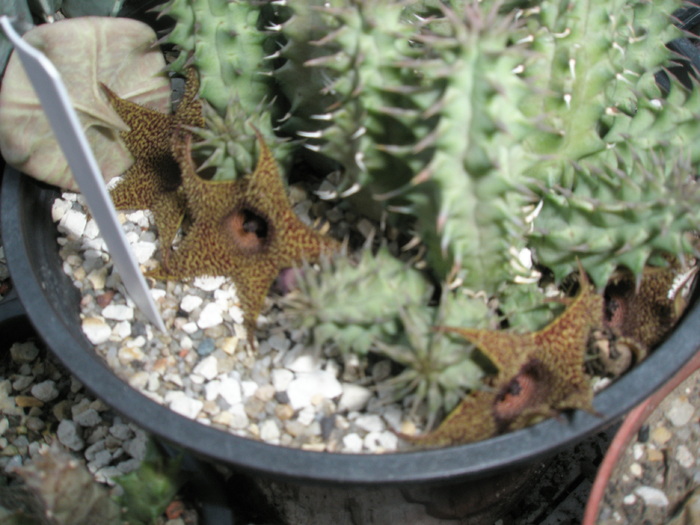  - pillansii x H transvaalensis