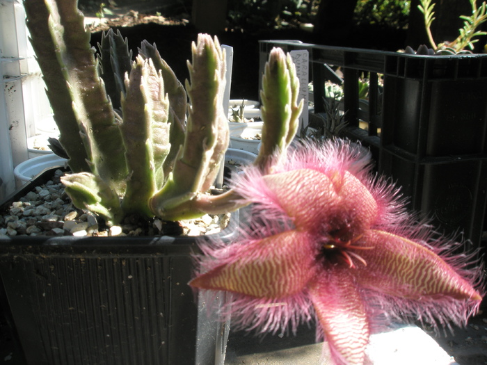 Stapelia gettleffii hb.; Autor: Andre  Din pacate din planta a mai ramas doar un butas...
