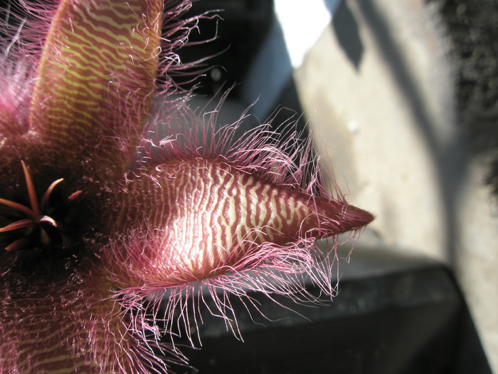 Stapelia gettlefii hb. - petala - gettlefii