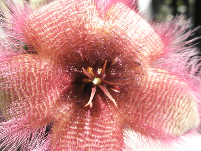 Stapelia gettlefii hb - gettlefii