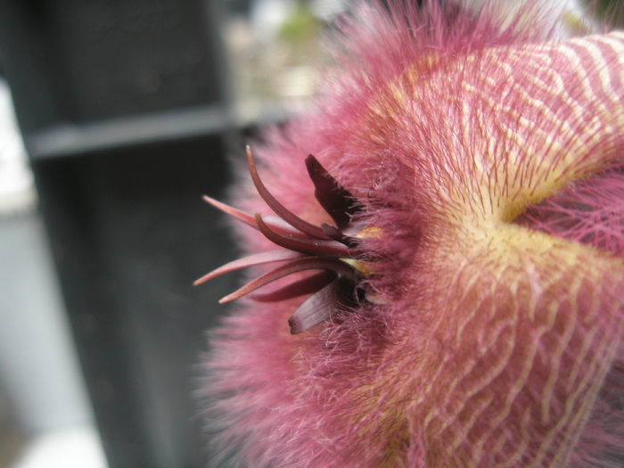 Stapelia gettleffi hb.; Colectia Andre
