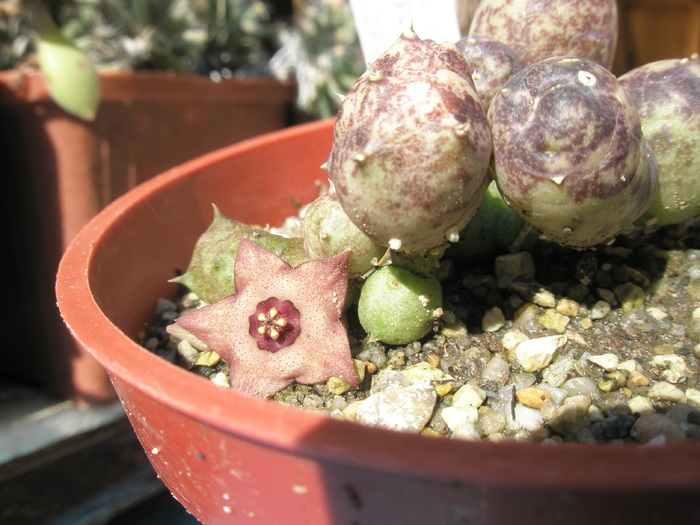 6.10.2009 - parviflora x Huernia sp