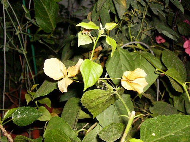 Bougainvilea Tango pe 1 decembrie - sfarsit de noiembrie-inceput de decembrie