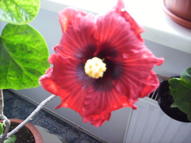 Hibiscus 3 - sfarsit de noiembrie-inceput de decembrie