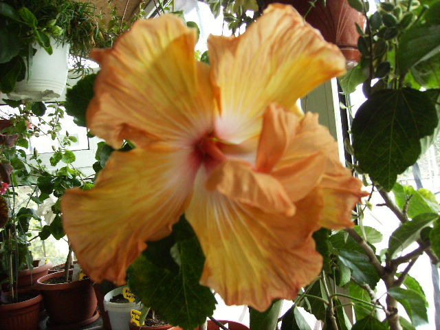 Hibiscus 16 - sfarsit de noiembrie-inceput de decembrie